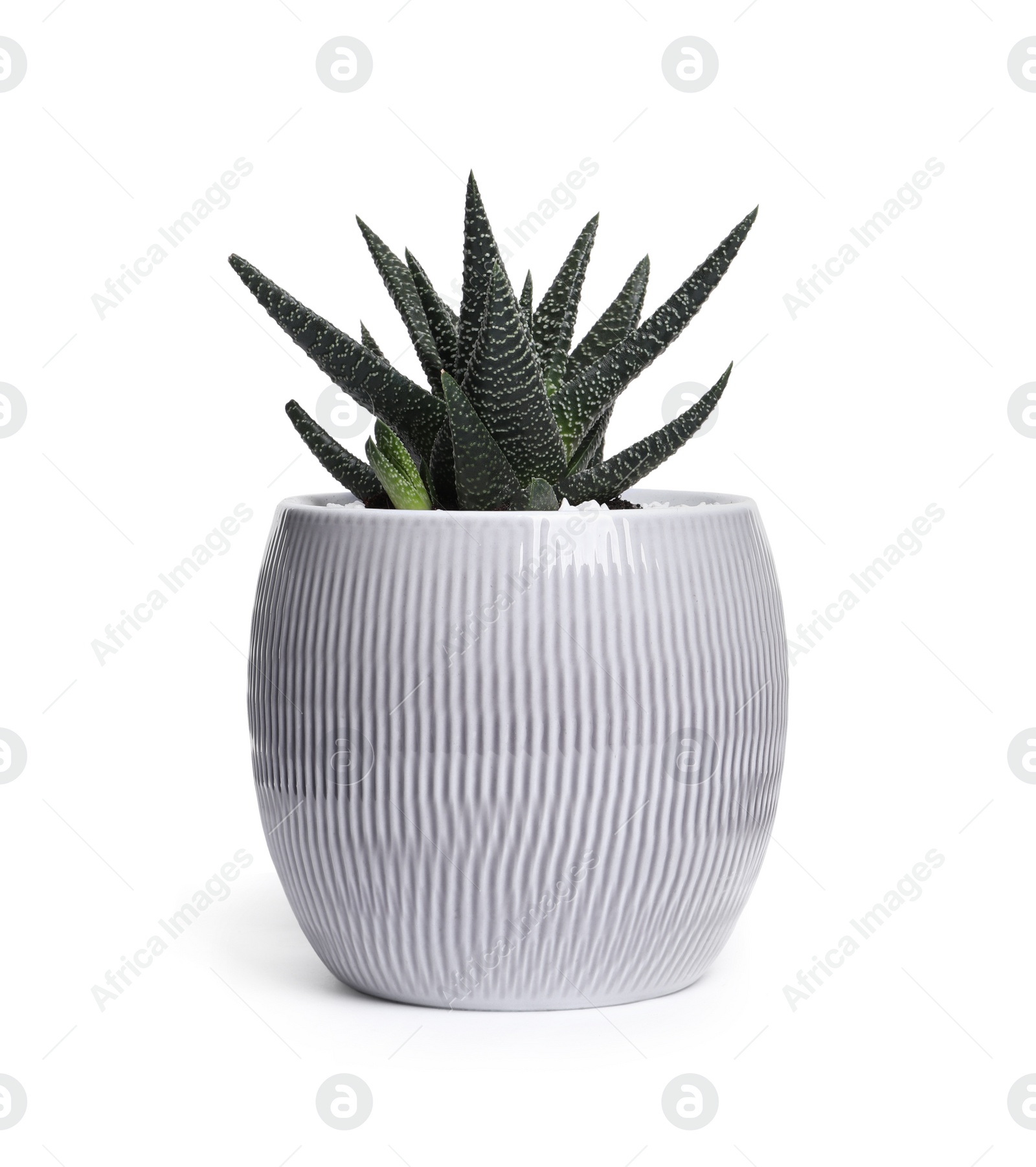 Photo of Haworthia in pot isolated on white. House plant