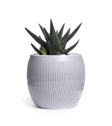 Haworthia in pot isolated on white. House plant