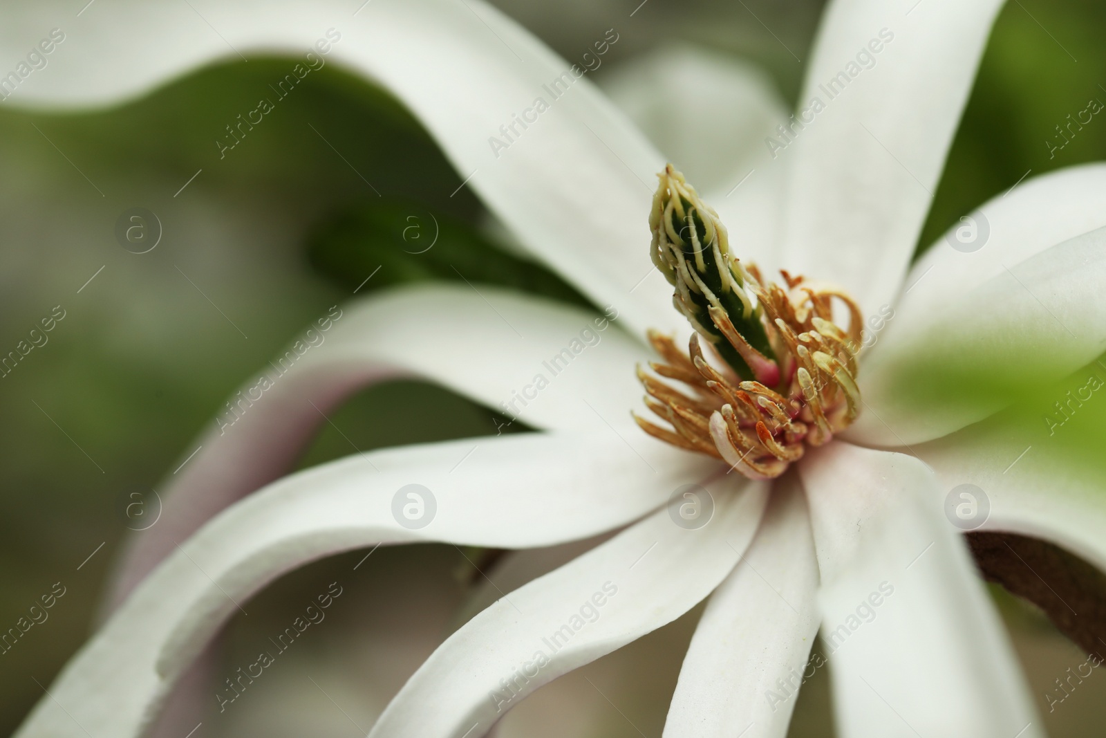 Photo of Beautiful magnolia flower on blurred background, closeup