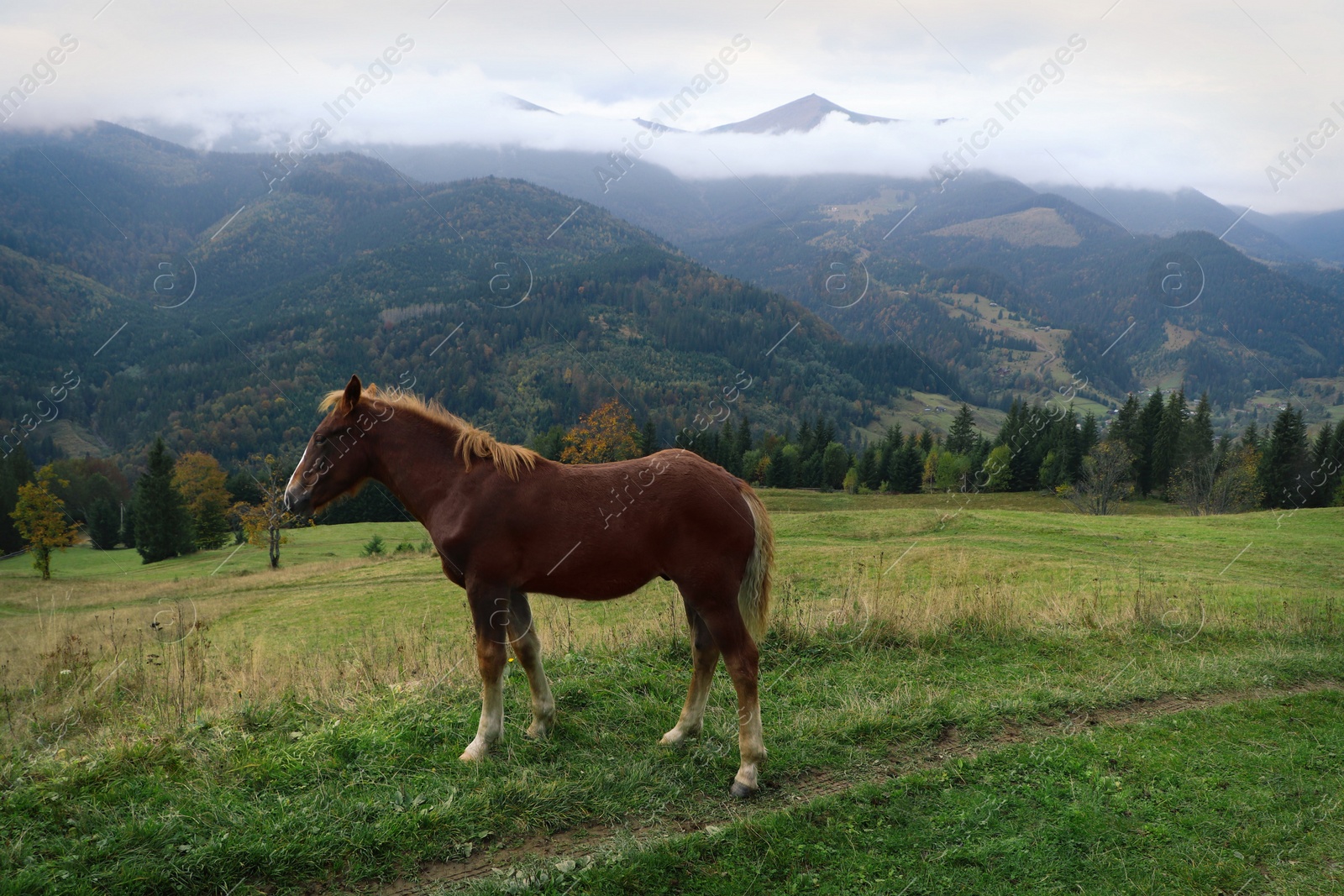 Photo of Brown horse on hill near beautiful mountains