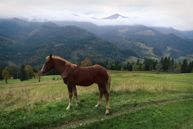 Brown horse on hill near beautiful mountains