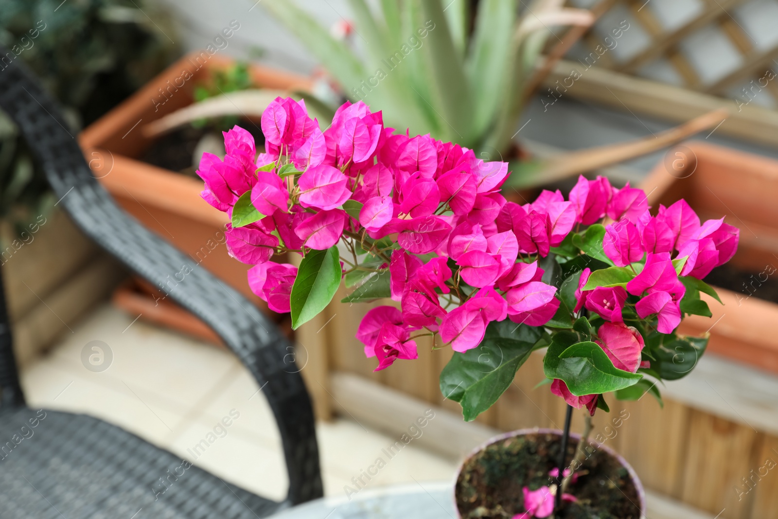 Photo of Beautiful potted tropical plant with pink flowers outdoors