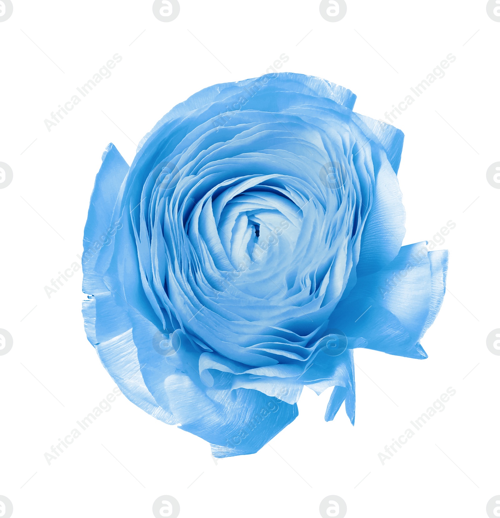 Image of Beautiful light blue ranunculus flower on white background