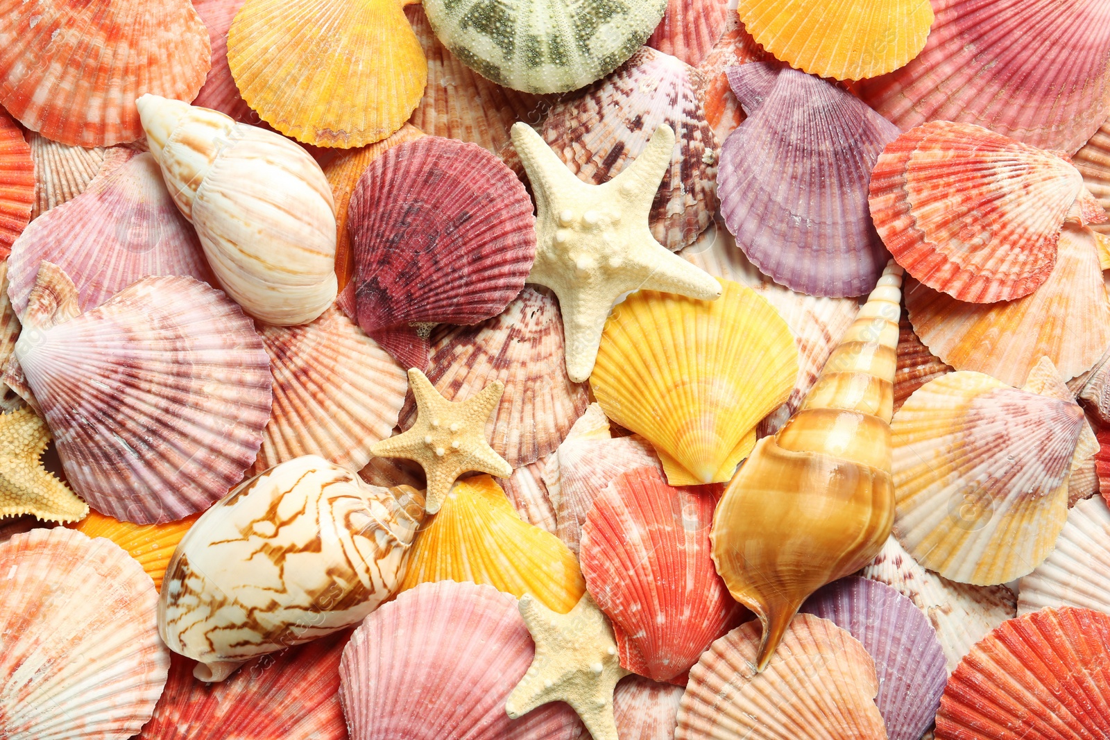 Photo of Top view of beautiful different seashells and starfishes  as background