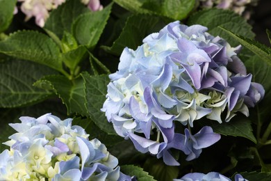 Beautiful hortensia plant with light blue flowers, closeup