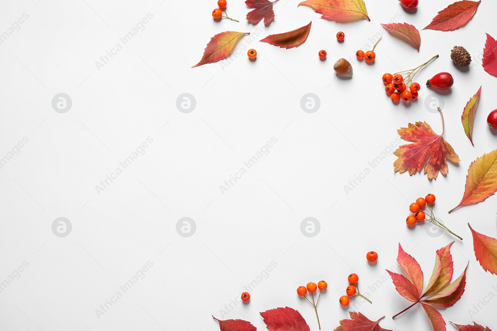 Photo of Beautiful composition with autumn leaves on white background, flat lay. Space for text