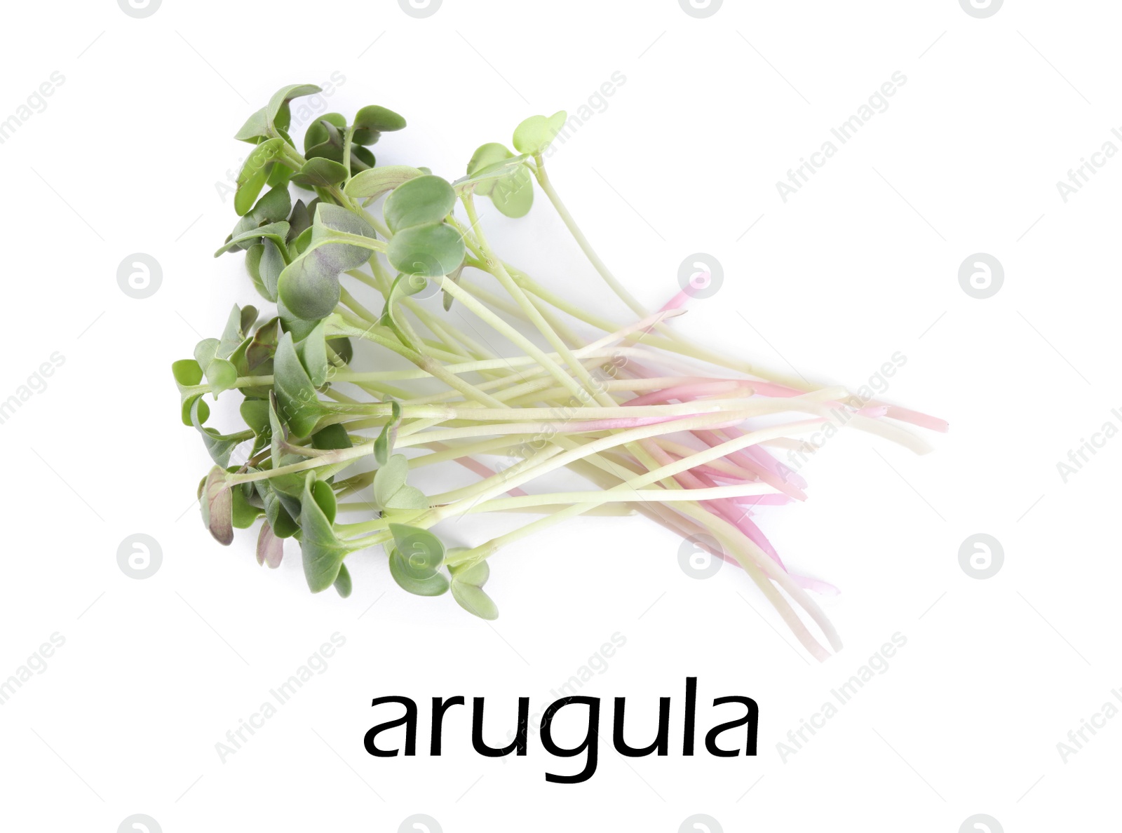 Image of Fresh organic microgreen on white background, top view