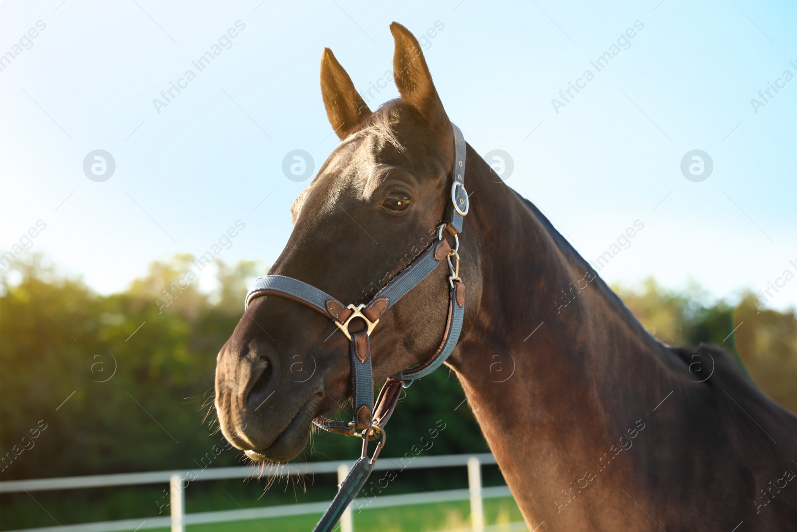 Photo of Horse with bridle outdoors on sunny day. Beautiful pet
