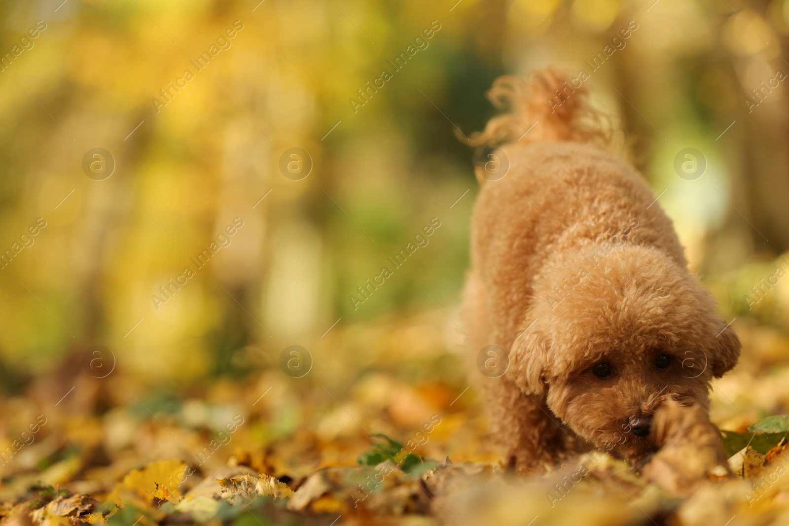 Photo of Cute Maltipoo dog in autumn park, space for text