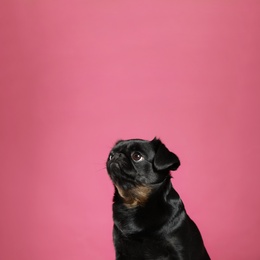 Photo of Adorable black Petit Brabancon dog on pink background