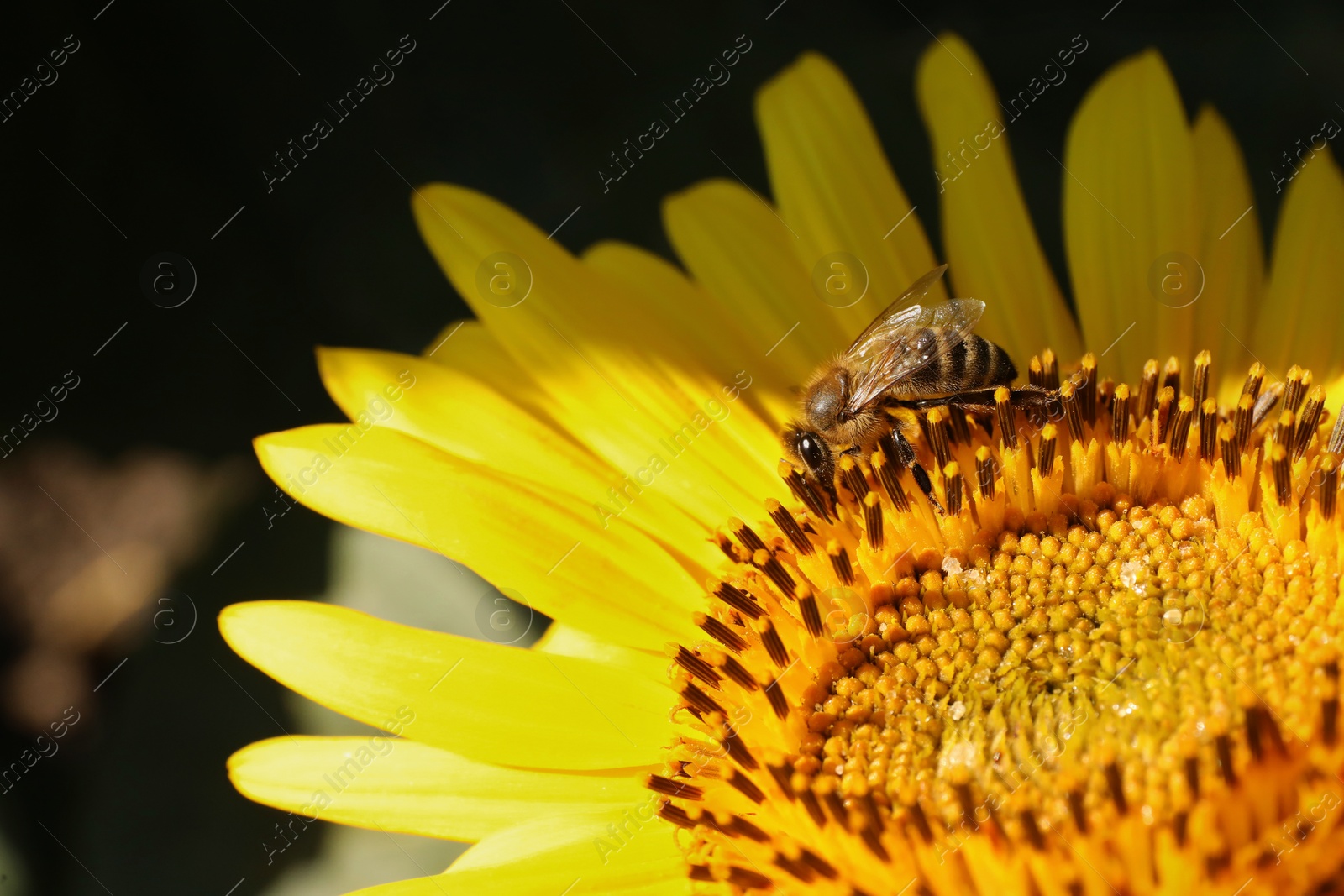 Photo of Honeybee collecting nectar from sunflower outdoors, closeup