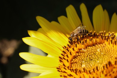 Photo of Honeybee collecting nectar from sunflower outdoors, closeup
