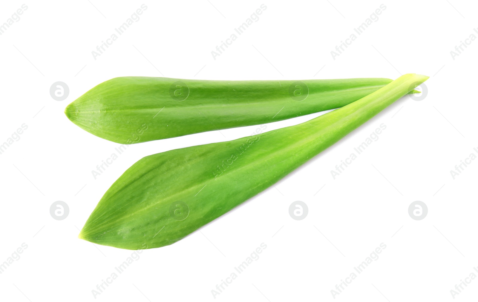 Photo of Leaves of wild garlic or ramson isolated on white, top view