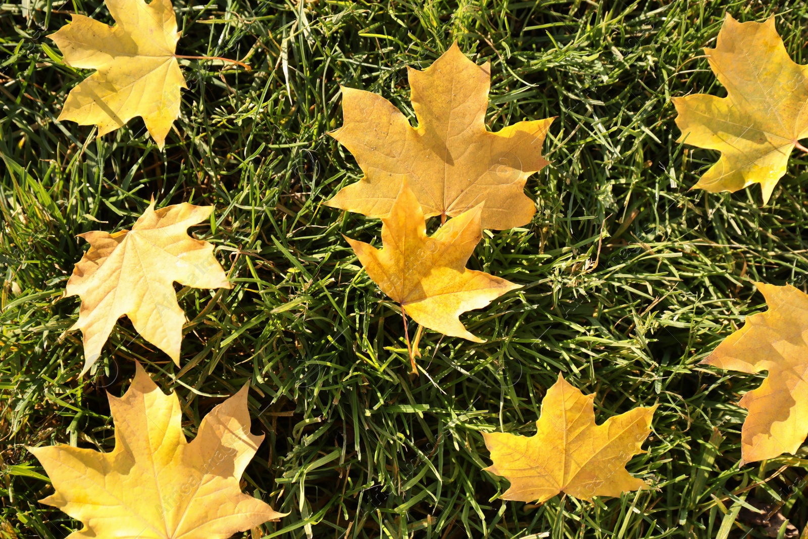 Photo of Yellow maple leaves on green lawn grass, flat lay