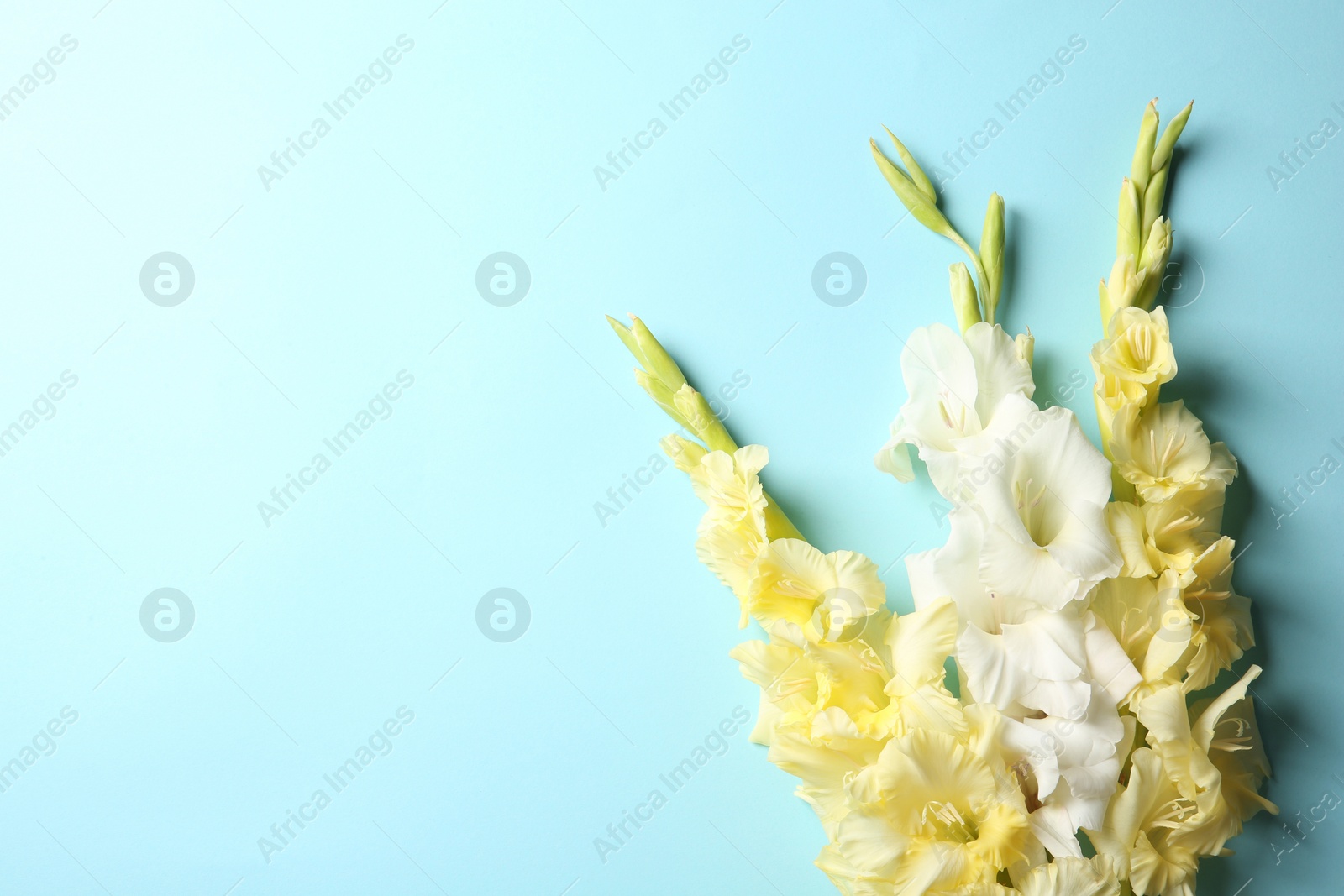 Photo of Flat lay composition with beautiful gladiolus flowers on color background