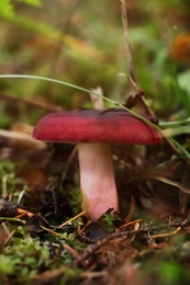 Photo of Small mushroom growing in green grass, closeup view