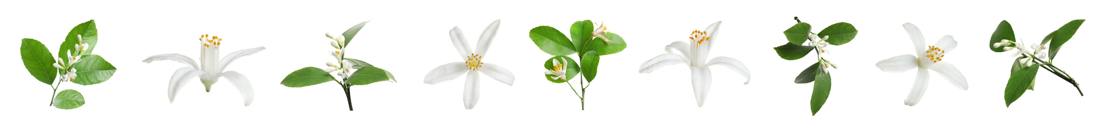 Set of beautiful blooming citrus flowers and branches on white background. Banner design