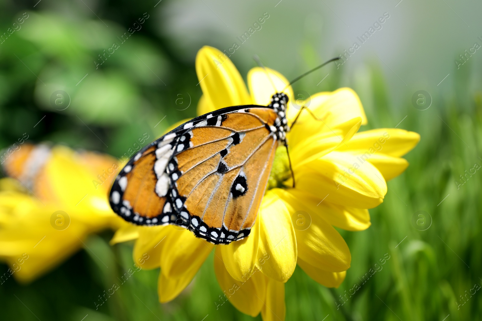 Photo of Beautiful painted lady butterfly on flower in garden