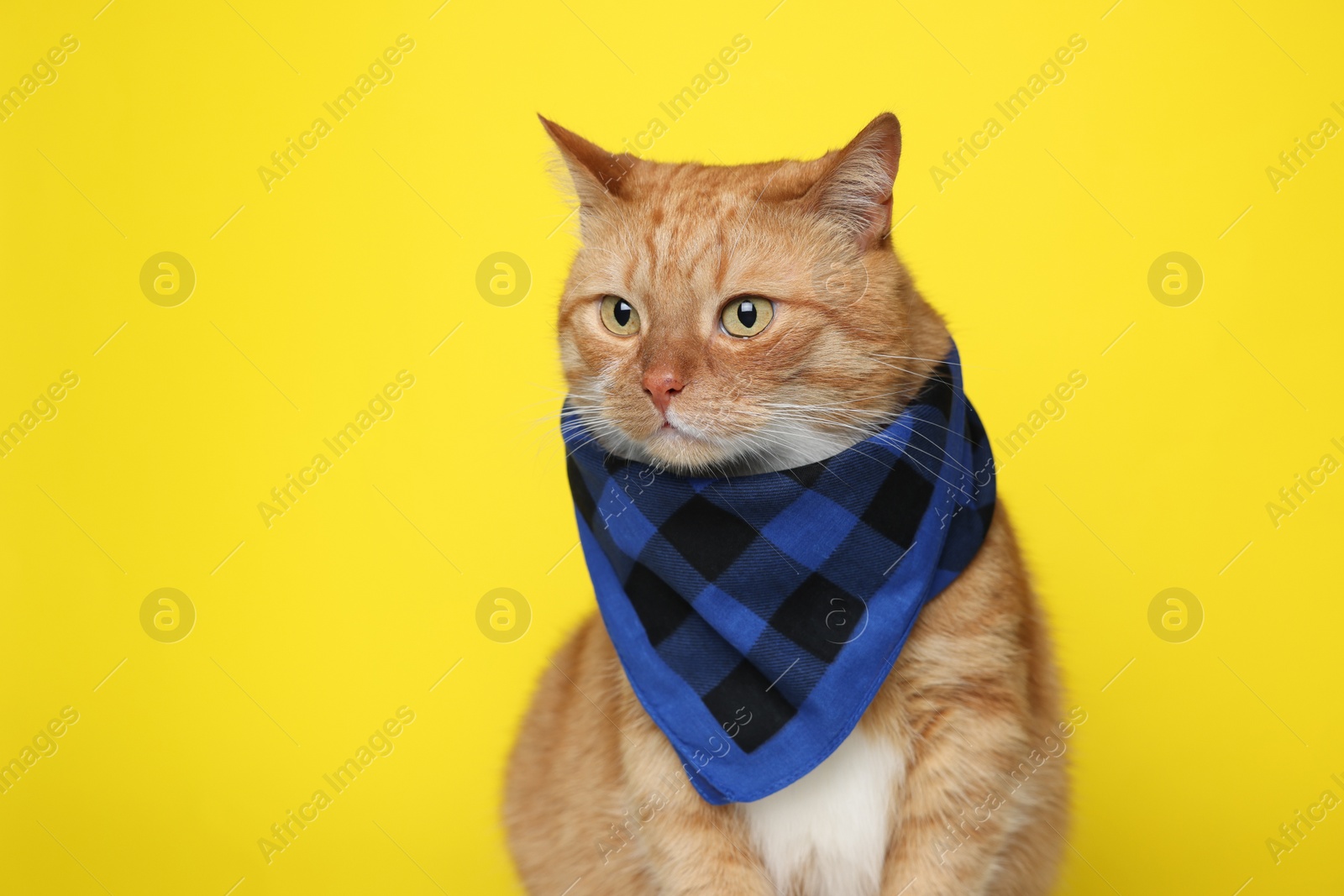 Photo of Cute ginger cat with bandana on yellow background, space for text. Adorable pet