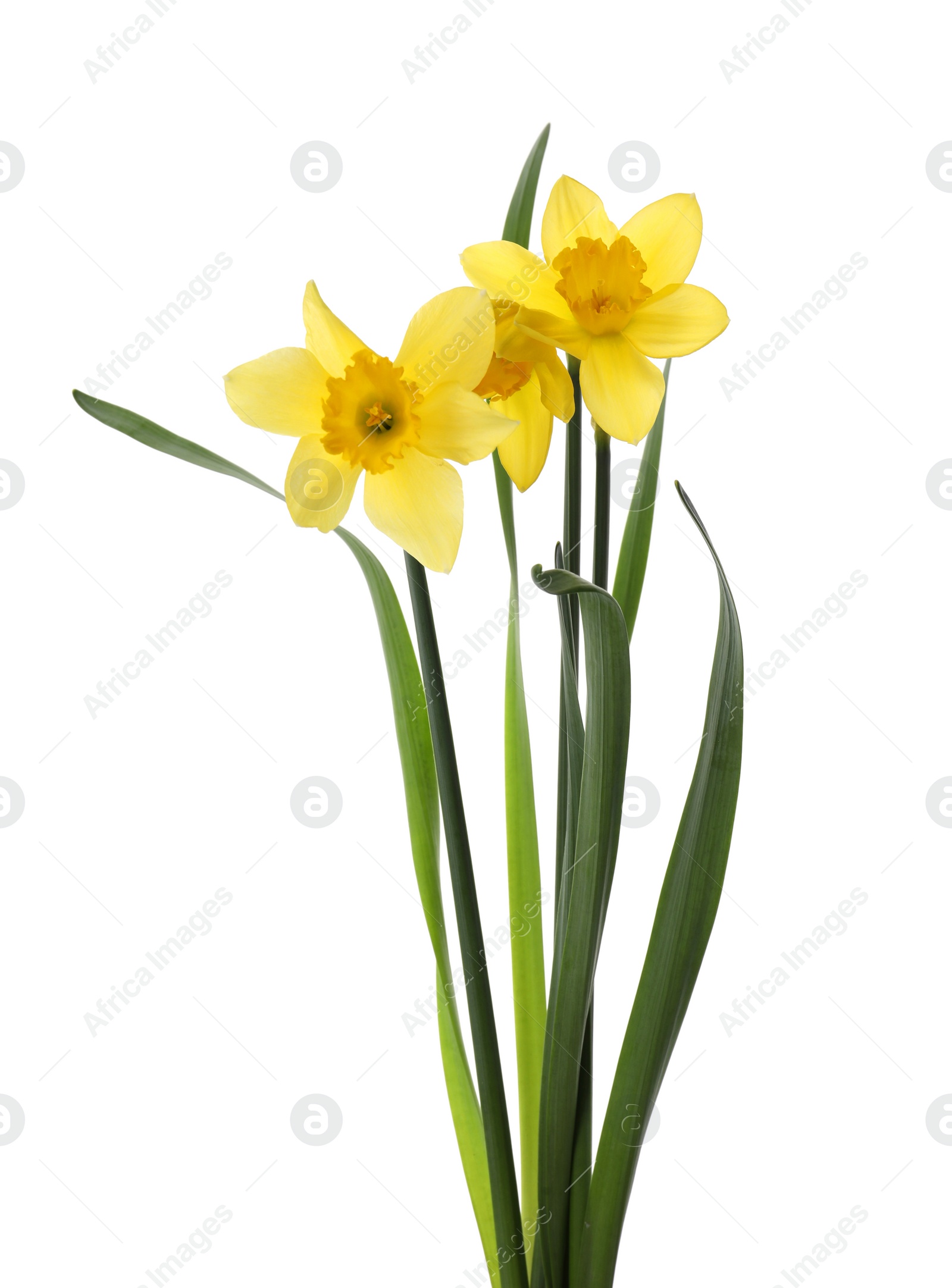 Photo of Beautiful blooming yellow daffodils on white background