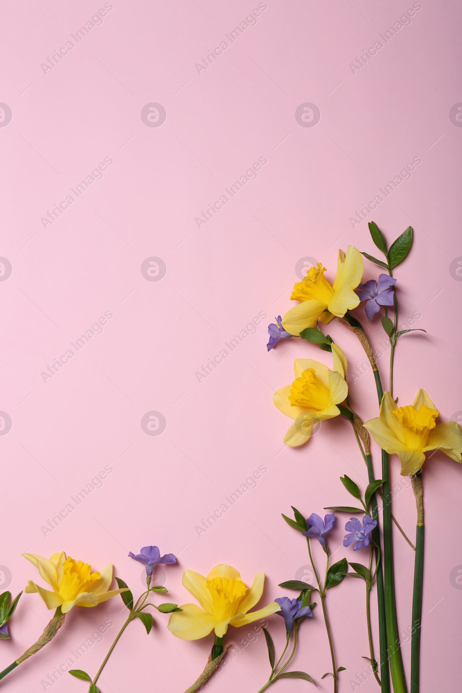 Photo of Beautiful yellow daffodils and blue periwinkle flowers on pink background, flat lay. Space for text