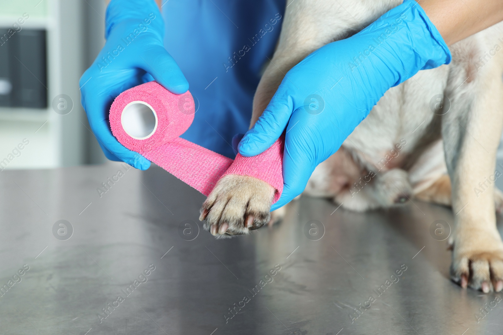 Photo of Professional veterinarian wrapping dog's paw with bandage in clinic, closeup