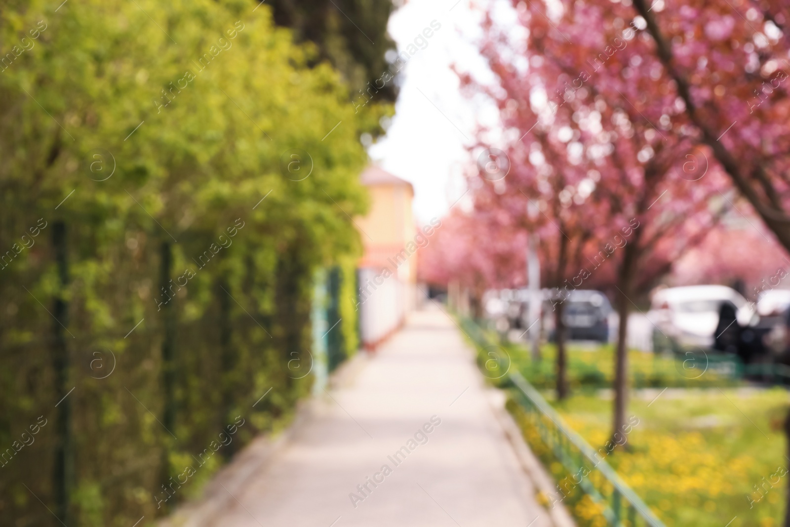 Photo of Blurred view of alley with beautiful blossoming sakura trees. Bokeh effect