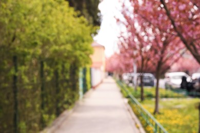 Photo of Blurred view of alley with beautiful blossoming sakura trees. Bokeh effect