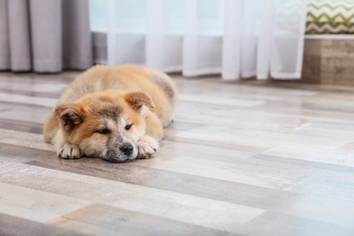 Photo of Adorable Akita Inu puppy near wet spot on floor at home, space for text