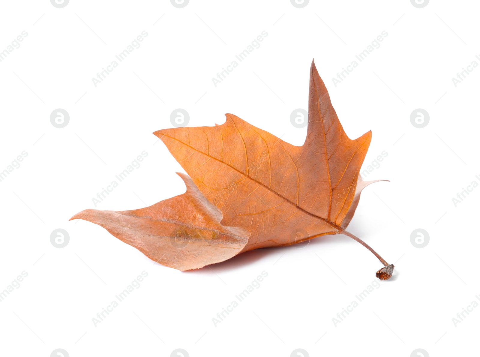 Photo of Dry leaf isolated on white. Autumn season