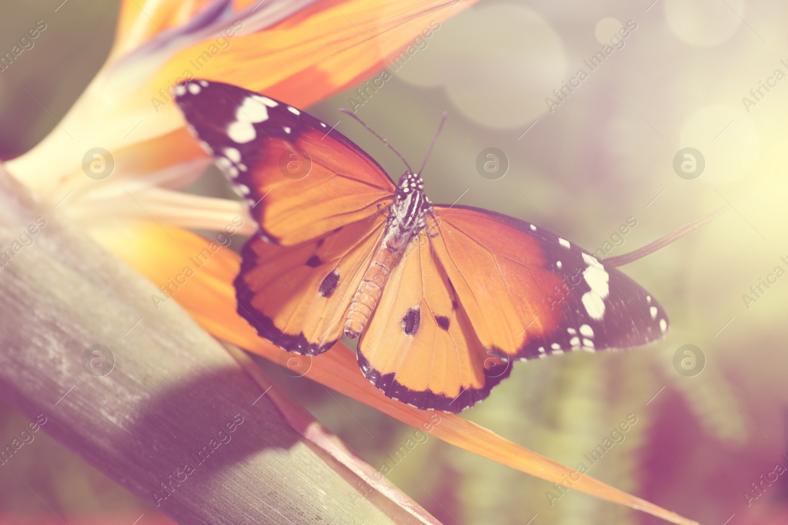 Photo of Beautiful painted lady butterfly on flower in garden