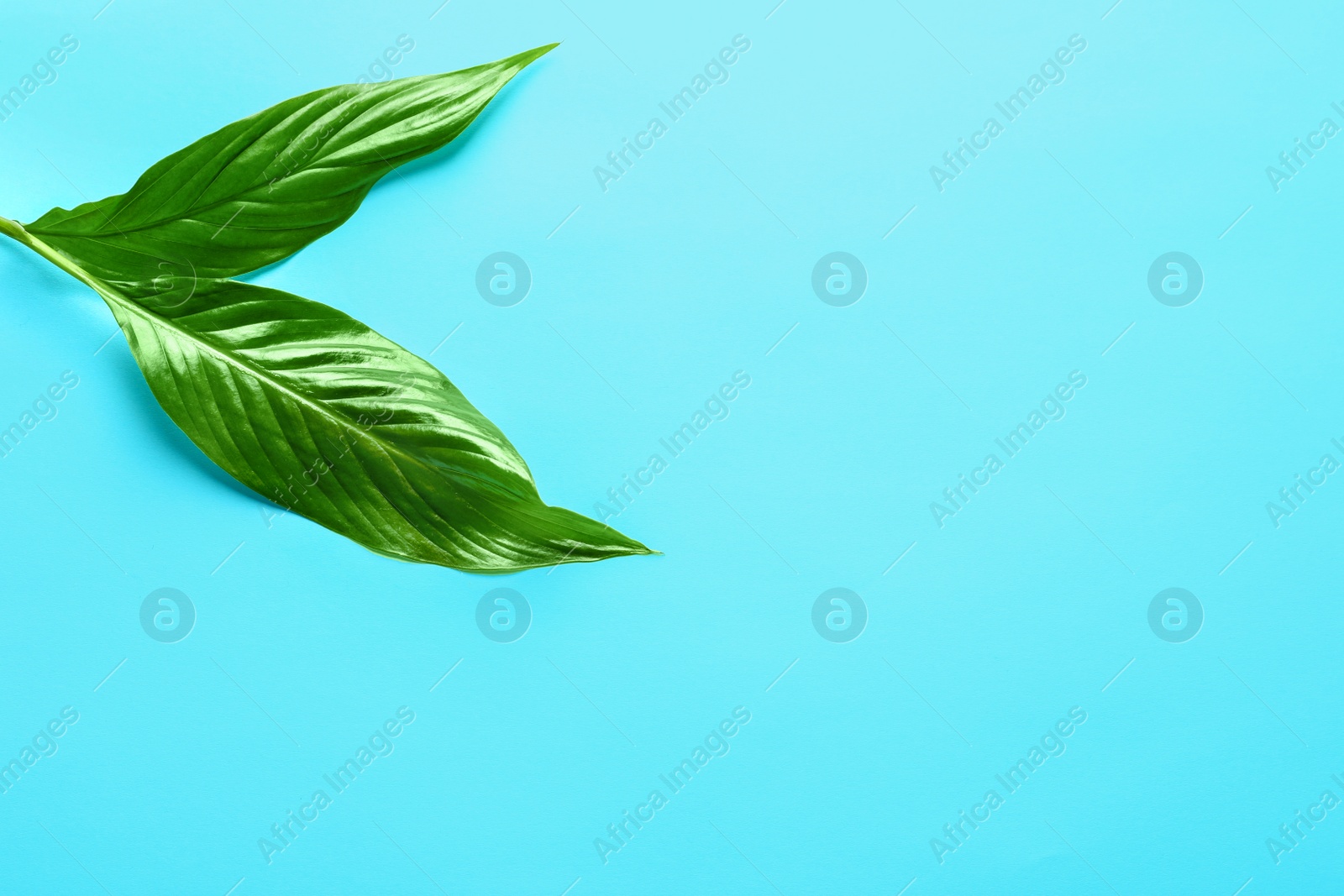 Photo of Beautiful tropical Spathiphyllum leaves on color background, top view