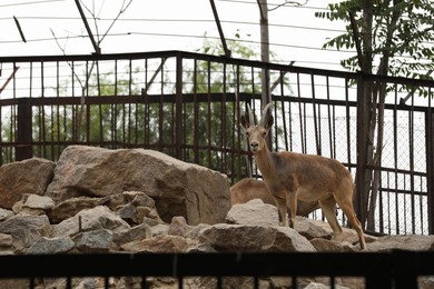 Beautiful ibex in zoo enclosure. Wild animal