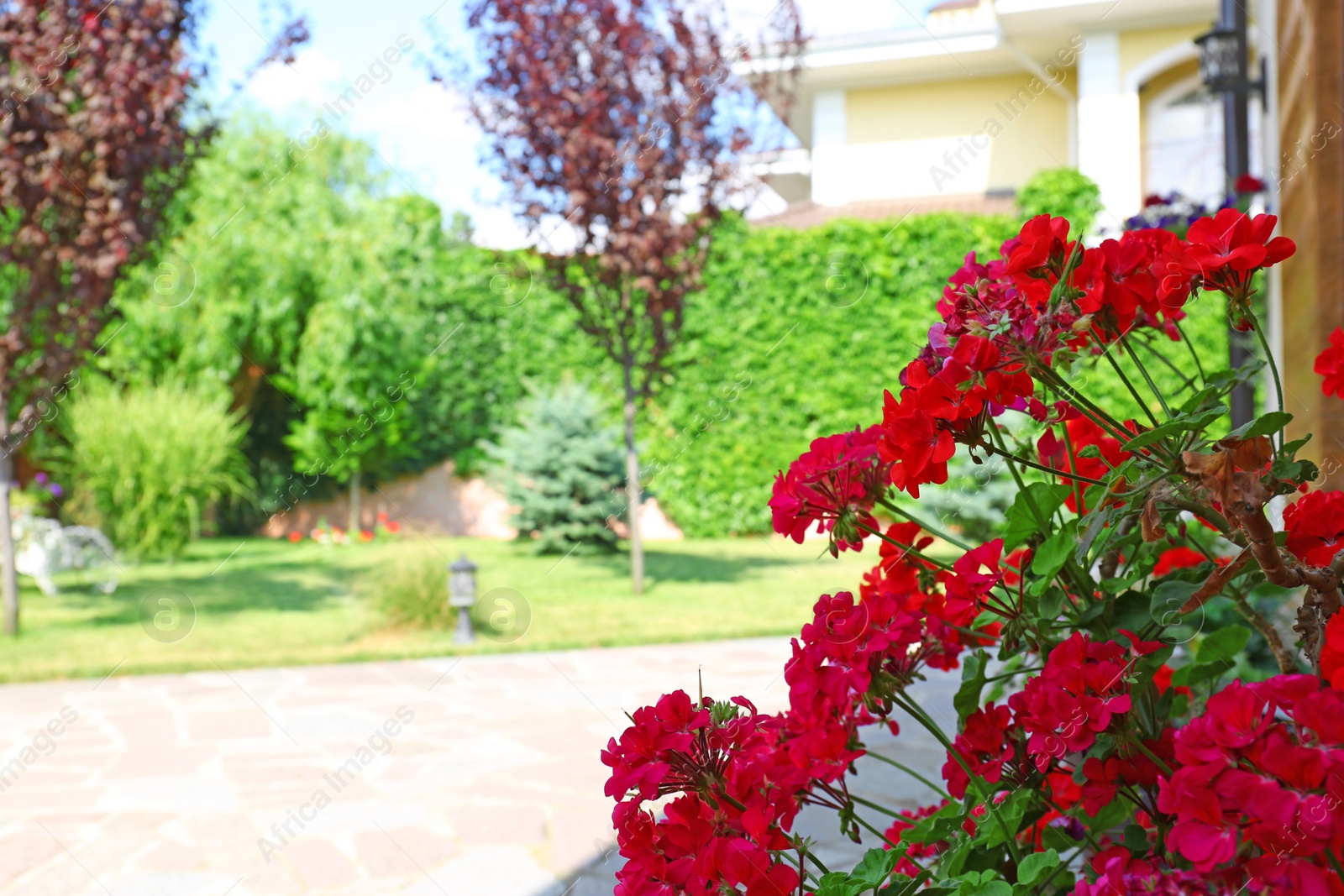 Photo of Beautiful garden on sunny day, focus on red geranium flowers