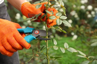Photo of Woman wearing gloves pruning stem by secateurs in garden, closeup