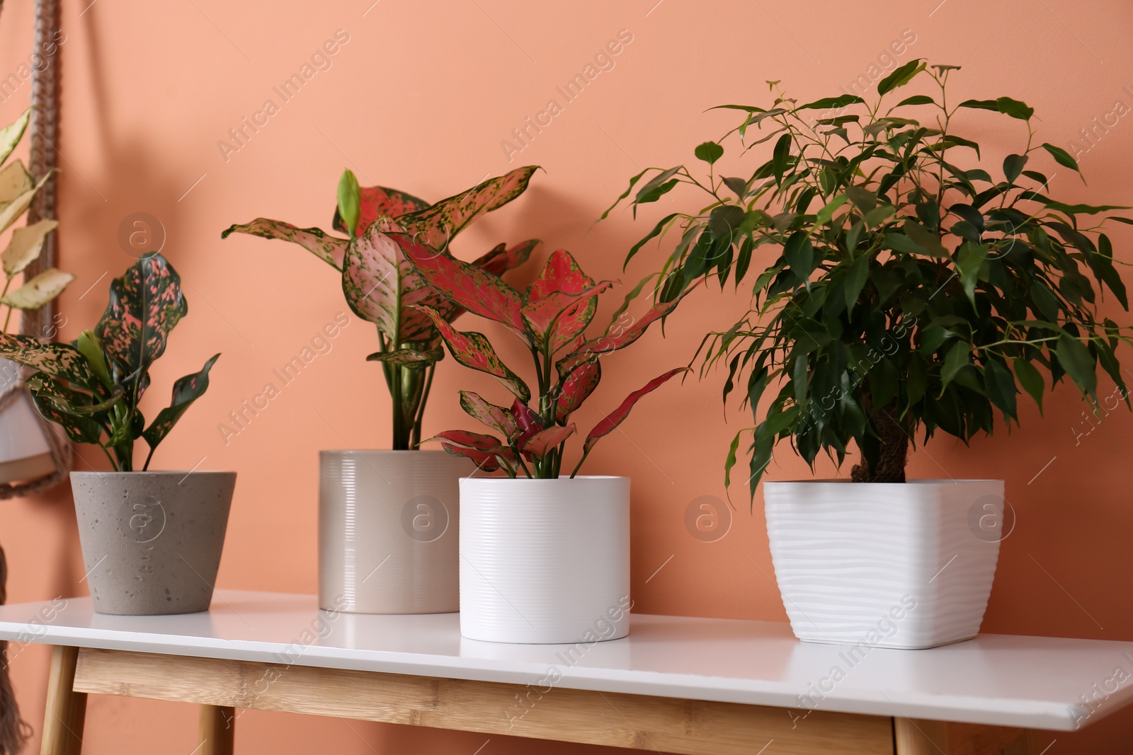 Photo of Different houseplants on table near orange coral wall