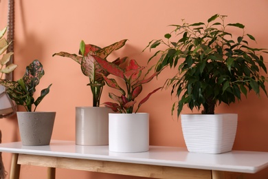 Different houseplants on table near orange coral wall