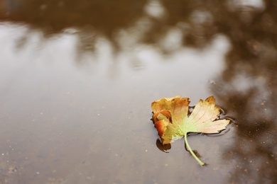 Photo of Autumn leaf in puddle on rainy day