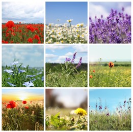 Collage with photos of different beautiful wild flowers growing in meadow