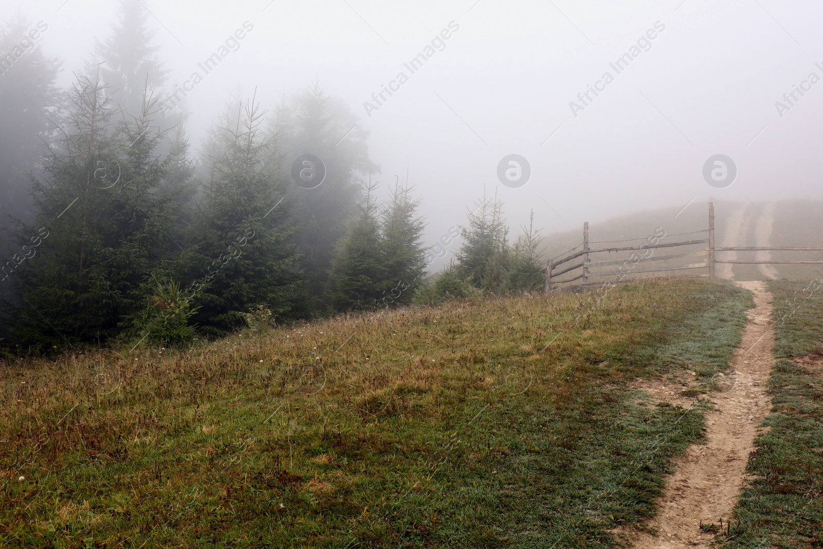 Photo of Picturesque view of path to foggy forest. Beautiful landscape