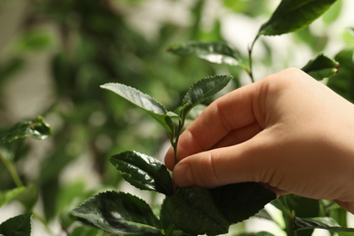 Photo of Farmer picking green tea leaves against blurred background, closeup