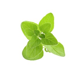 Sprig of fresh green oregano isolated on white