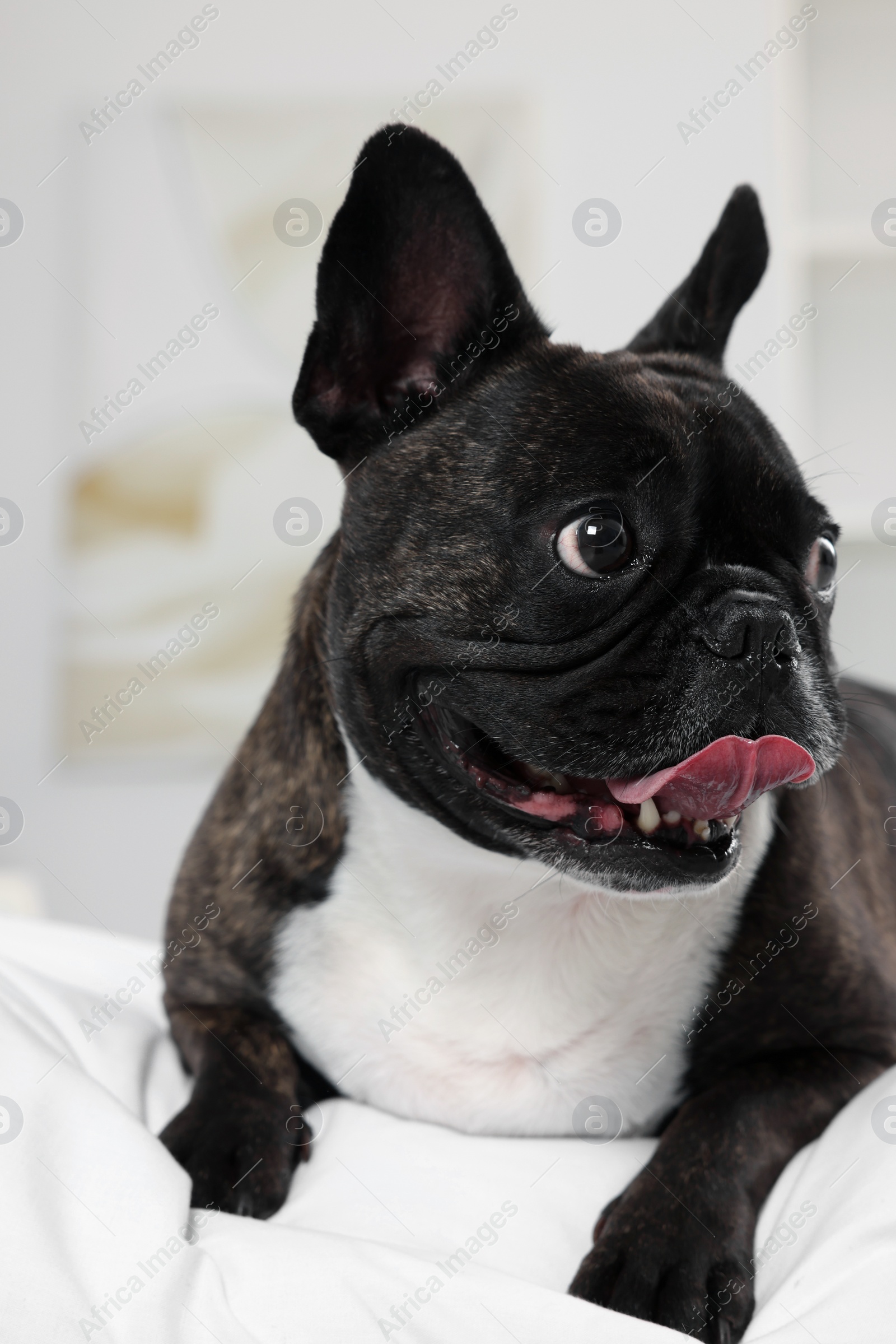 Photo of Adorable French Bulldog lying on bed indoors. Lovely pet