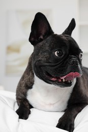 Adorable French Bulldog lying on bed indoors. Lovely pet