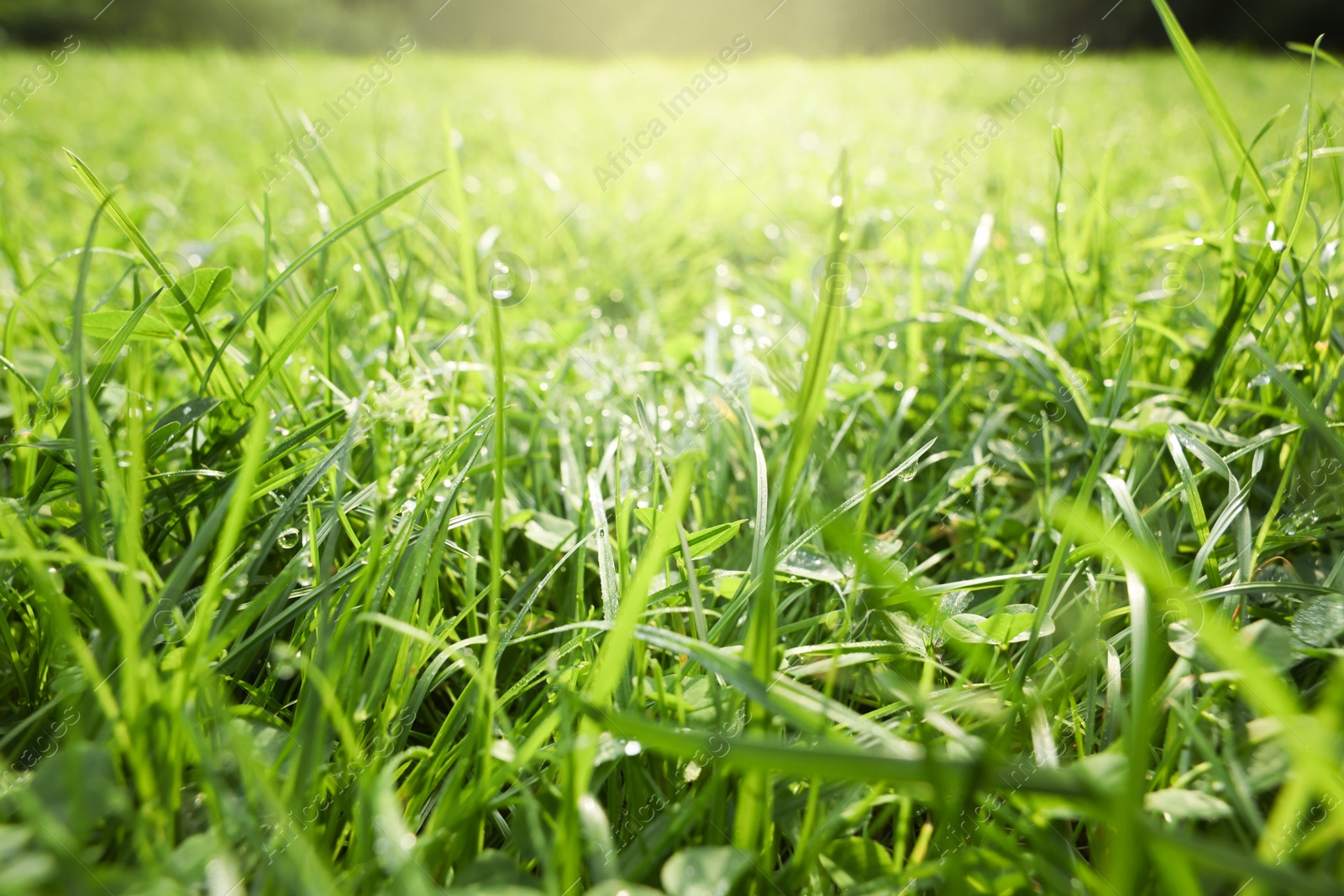 Photo of Fresh green grass with water drops growing outdoors in summer, closeup