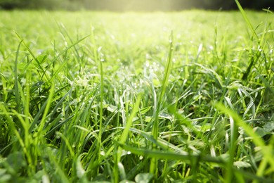 Fresh green grass with water drops growing outdoors in summer, closeup