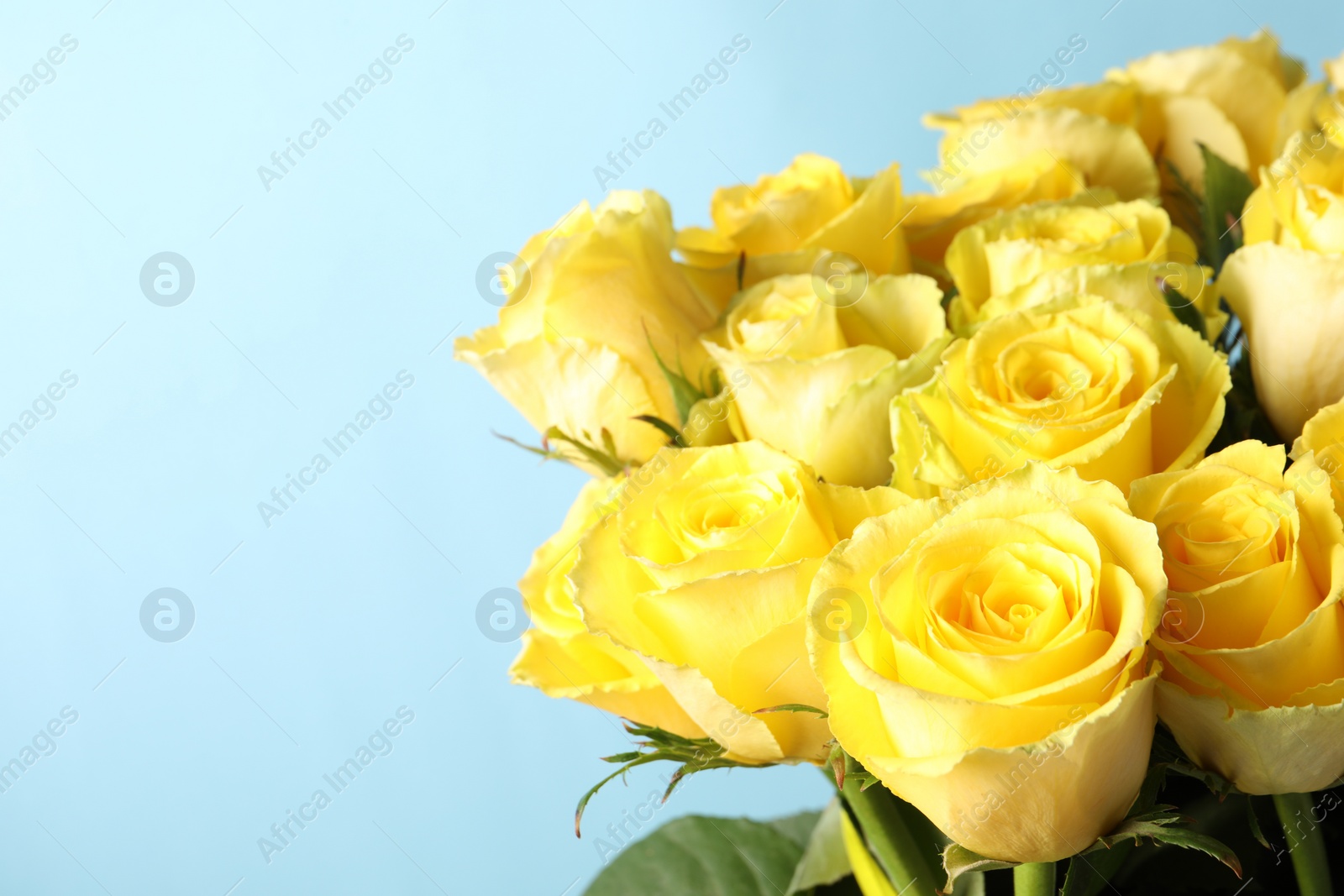 Photo of Beautiful bouquet of yellow roses on light blue background, closeup. Space for text