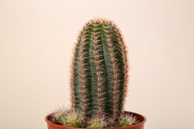 Photo of Beautiful green cactus in pot on white background. Tropical plant