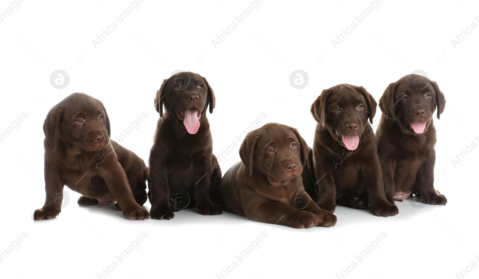 Photo of Chocolate Labrador Retriever puppies on white background