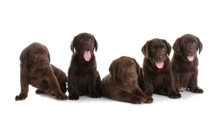 Photo of Chocolate Labrador Retriever puppies on white background
